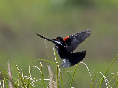 Red-winged Blackbird _5130515.jpg