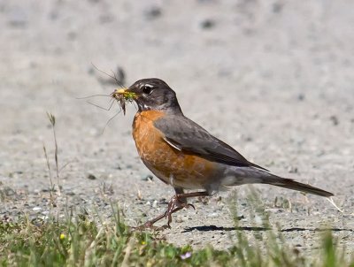 American Robin _4303228.jpg