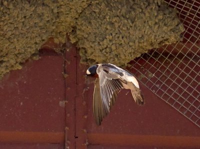 Cliff Swallow _4303321.jpg