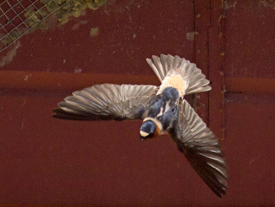 Cliff Swallow _4303322.jpg