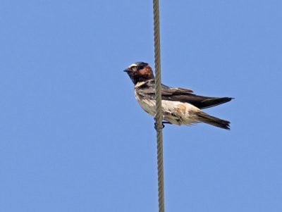 Cliff Swallow _6092071.jpg