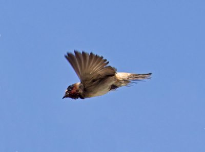 Cliff Swallow _6092073.jpg