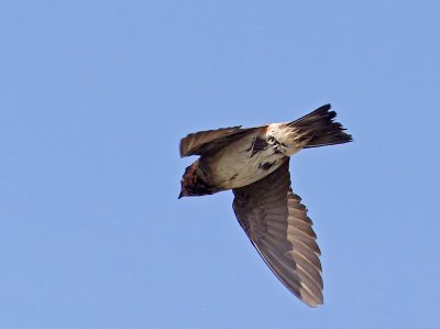 Cliff Swallow _6092075.jpg