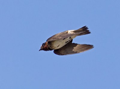 Cliff Swallow _6092074.jpg