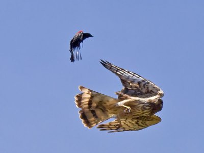 female Northern Harrier _6162782.jpg