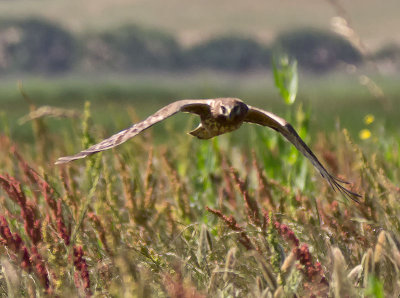 female Northern Harrier _6162698.jpg