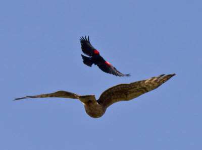 female Northern Harrier _6162707.jpg