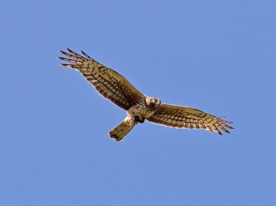 female Harrier w mouse _6172811.jpg