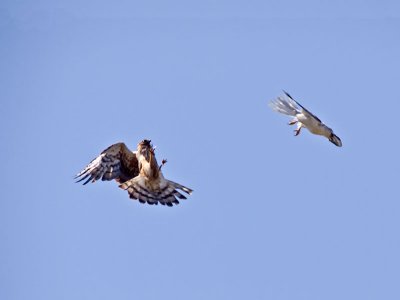 female Northern Harrier  Kite _6152396.jpg