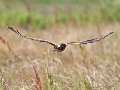 female Northern Harrier _6152328.jpg