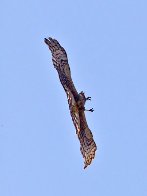 female Northern Harrier _6152377.jpg