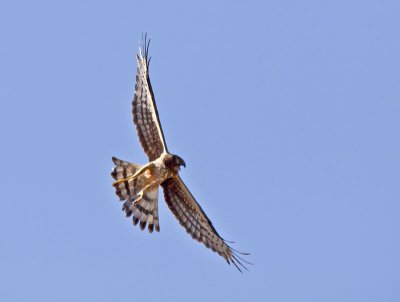 female Northern Harrier _6152398.jpg