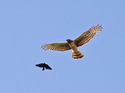 female Northern Harrier  Red-winged Blackbird _6174029.jpg