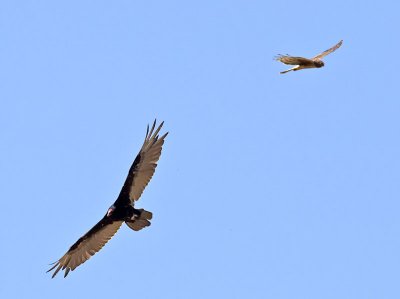 Female Harrier and Turkey Vulture _6172895.jpg