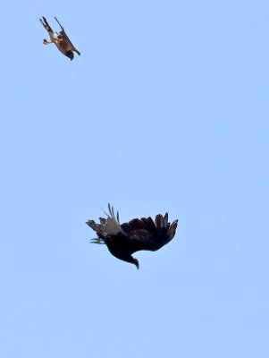 Female Harrier and Turkey Vulture _6172897.jpg