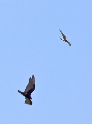 Female Harrier and Turkey Vulture _6172908.jpg