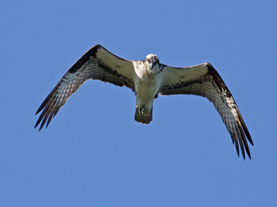 Osprey _6213514.jpg