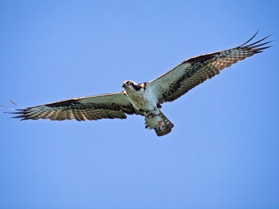 Osprey w Flounder 1 _6213540.jpg