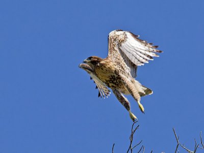 juvenile Red-tailed Hawk _6213431.jpg
