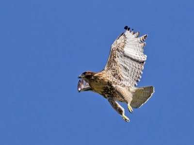 juvenile Red-tailed Hawk _6213432.jpg