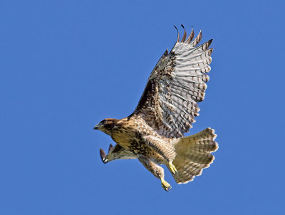 juvenile Red-tailed Hawk _6213433.jpg