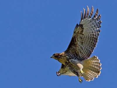 juvenile Red-tailed Hawk _6213434.jpg