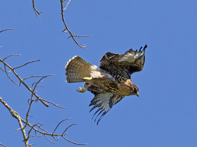 juvenile Red-tailed Hawk _6223697.jpg