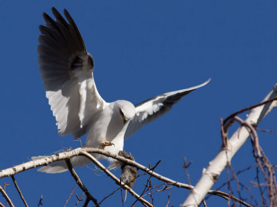 White-tailed Kite _2096037.jpg