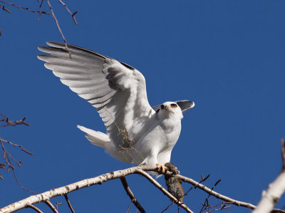 White-tailed Kite _2096040.jpg