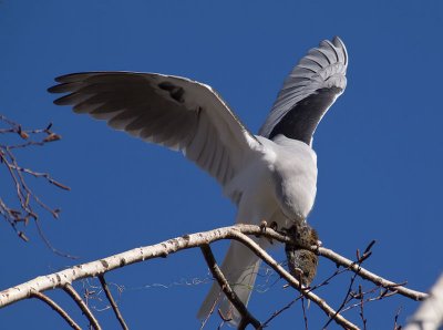 White-tailed Kite _2096060.jpg