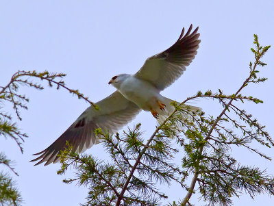 White-tailed Kite _3170098.jpg