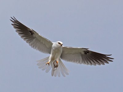 White-tailed Kite _3220168-2.jpg