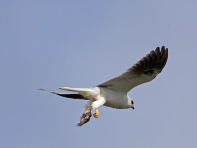 White-tailed Kite _3250348.jpg