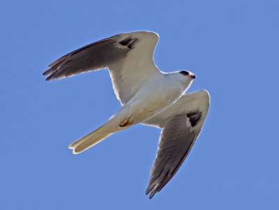 White-tailed Kite _3280470.jpg