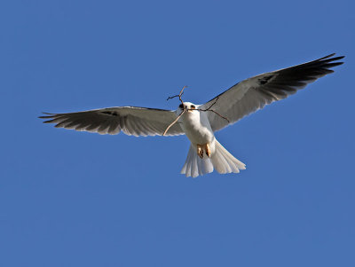White-tailed Kite _4061532.jpg