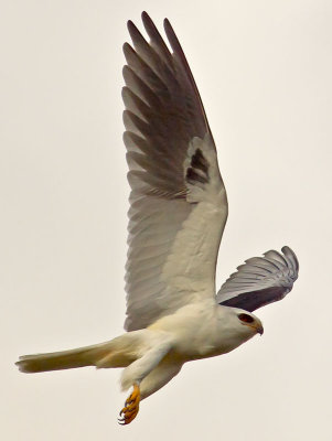 White-tailed Kite female  _3210137-2.jpg