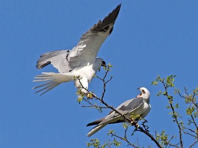 White-tailed Kites mating _4061587.jpg