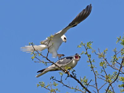 White-tailed Kites mating _4061588.jpg