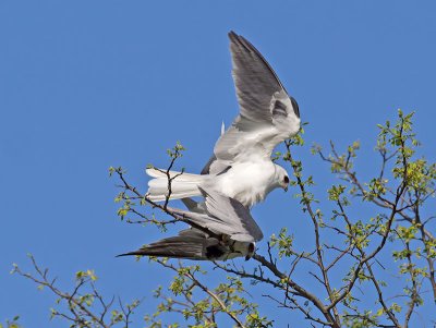 White-tailed Kites mating _4061601.jpg