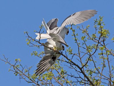 White-tailed Kites mating _4061602.jpg