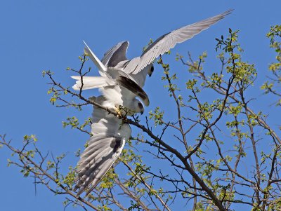 White-tailed Kites mating _4061603.jpg
