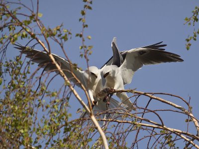 White-tailed Kites the Offering  _3280615.jpg