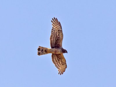 female Northern Harrier _6152424.jpg