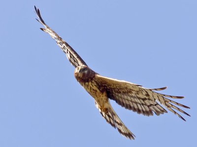 female Northern Harrier _6274257.jpg