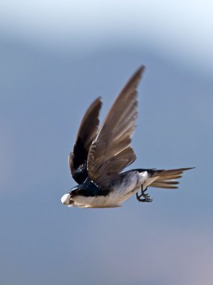 Tree Swallow _7074560.jpg