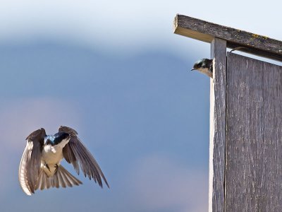 Tree Swallow _7074588.jpg