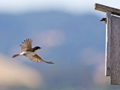 Tree Swallow _7074589.jpg