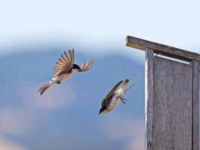 Tree Swallow _7074598.jpg