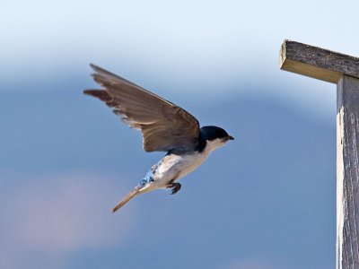 Tree Swallow _7074599.jpg