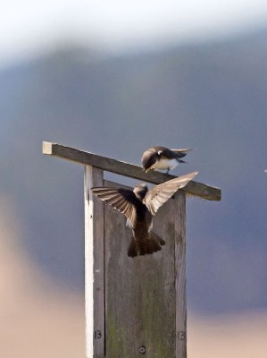Tree Swallow _7074688.jpg